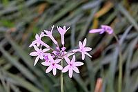 Tulbaghia violacea, indoor garlic, flower, Bloemfontein Botanical Garden, Free State, South Africa [IBR125203909]