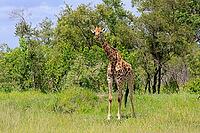 Giraffe (Giraffa camelopardalis giraffa), adult, alert, standing, Kruger National Park, Limpopo Province, South Africa [IBR125203910]