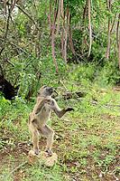 Bear baboon (Papio ursinus), Chakma baboon, juvenile, male, foraging, standing on the ground, spotting a stone, Cassia abbreviata, Kruger National Park, South Africa [IBR125203911]