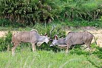 Zambesi greater kudu (Tragelaphus strepsiceros), adult, male, two, fighting, threatening, display behaviour, Kruger National Park, South Africa [IBR125203912]