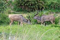 Zambesi greater kudu (Tragelaphus strepsiceros), adult, male, pair, display behaviour, Kruger National Park, South Africa [IBR125203913]