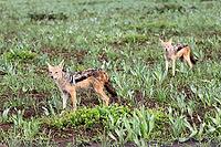 Black-backed jackal (Lupulella mesomelas), adult, two, alert, foraging, Kruger National Park, South Africa [IBR125203914]
