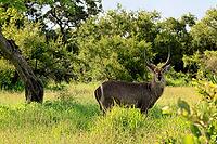 Elliptical waterbuck (Kobus ellipsiprymnus), adult, male, standing, feeding, alert, Kruger National Park, South Africa [IBR125203915]