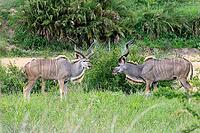 Zambesi greater kudu (Tragelaphus strepsiceros), adult, male, two, threatening, display behaviour, Kruger National Park, South Africa [IBR125203916]