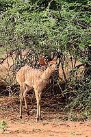 Nyala (Tragelaphus angasii), young, feeding, antelopes, Kruger National Park, South Africa [IBR125203917]