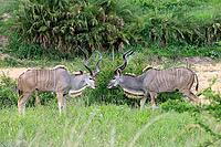 Zambesi greater kudu (Tragelaphus strepsiceros), adult, male, two, threatening, display behaviour, Kruger National Park, South Africa [IBR125203918]