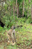 Bear baboon (Papio ursinus), Chakma baboon, juvenile, male, foraging, standing on the ground, spotting a stone, Cassia abbreviata, Kruger National Park, South Africa [IBR125203919]