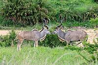 Zambesi greater kudu (Tragelaphus strepsiceros), adult, male, two, threatening, display behaviour, Kruger National Park, South Africa [IBR125203920]