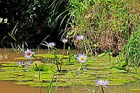 Cape blue water lily (Nymphaea capensis), in bloom, flower, blue, aquatic plant, iSimangaliso Wetland Park, KwaZulu-Natal, South Africa [IBR125203921]