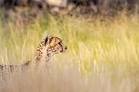 Cheetah (Acinonyx jubatus). Female. Kalahari Desert, Kgalagadi Transfrontier Park, South Africa [IBR125204085]