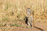 Cape Ground Squirrel (Xerus inauris). Female. Kalahari Desert, Kgalagadi Transfrontier Park, South Africa [IBR125204086]
