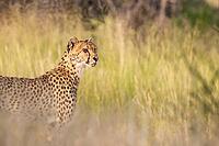 Cheetah (Acinonyx jubatus). Female. Kalahari Desert, Kgalagadi Transfrontier Park, South Africa [IBR125204087]