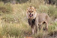 Lion (Panthera leo). Black-maned Kalahari male doing the flehmen response. Kalahari Desert, Kgalagadi Transfrontier Park, South Africa [IBR125204088]