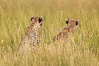 Cheetah (Acinonyx jubatus). Two cubs. Siblings. Kalahari Desert, Kgalagadi Transfrontier Park, South Africa [IBR125204089]