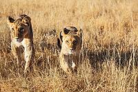 Lion (Panthera leo). Different aged cubs. Kalahari Desert, Kgalagadi Transfrontier Park, South Africa [IBR125204090]