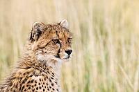 Cheetah (Acinonyx jubatus). Cub. Kalahari Desert, Kgalagadi Transfrontier Park, South Africa [IBR125204091]
