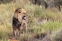 Lion (Panthera leo). Black-maned Kalahari male doing the flehmen response. Kalahari Desert, Kgalagadi Transfrontier Park, South Africa [IBR125204092]