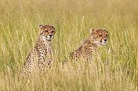 Cheetah (Acinonyx jubatus). Two cubs. Siblings. Kalahari Desert, Kgalagadi Transfrontier Park, South Africa [IBR125204093]