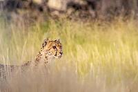 Cheetah (Acinonyx jubatus). Female. Kalahari Desert, Kgalagadi Transfrontier Park, South Africa [IBR125204094]