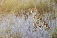 Cheetah (Acinonyx jubatus). Female at sunrise. Kalahari Desert, Kgalagadi Transfrontier Park, South Africa [IBR125204095]