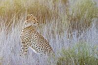 Cheetah (Acinonyx jubatus). Female at sunrise. Kalahari Desert, Kgalagadi Transfrontier Park, South Africa [IBR125204097]