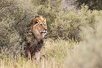 Lion (Panthera leo). Black-maned Kalahari male. Kalahari Desert, Kgalagadi Transfrontier Park, South Africa [IBR125204098]