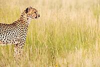 Cheetah (Acinonyx jubatus). Female. Kalahari Desert, Kgalagadi Transfrontier Park, South Africa [IBR125204099]