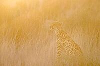 Cheetah (Acinonyx jubatus). Female at sunrise. Kalahari Desert, Kgalagadi Transfrontier Park, South Africa [IBR125204101]