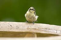 Blue tit (Cyanistes caeruleus) adult garden bird drinking water from a bird bath, England, United Kingdom [IBR125204102]