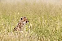 Cheetah (Acinonyx jubatus). Cub. Kalahari Desert, Kgalagadi Transfrontier Park, South Africa [IBR125204103]