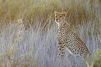 Cheetah (Acinonyx jubatus). Female at sunrise. Kalahari Desert, Kgalagadi Transfrontier Park, South Africa [IBR125204104]