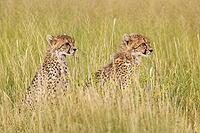 Cheetah (Acinonyx jubatus). Two cubs. Siblings. Kalahari Desert, Kgalagadi Transfrontier Park, South Africa [IBR125204105]