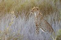 Cheetah (Acinonyx jubatus). Female at sunrise. Kalahari Desert, Kgalagadi Transfrontier Park, South Africa [IBR125204106]
