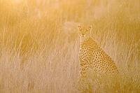 Cheetah (Acinonyx jubatus). Female at sunrise. Kalahari Desert, Kgalagadi Transfrontier Park, South Africa [IBR125204107]