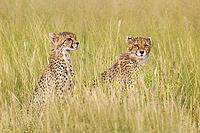 Cheetah (Acinonyx jubatus). Two cubs. Siblings. Kalahari Desert, Kgalagadi Transfrontier Park, South Africa [IBR125204108]