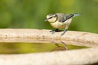 Blue tit (Cyanistes caeruleus) adult garden bird drinking water from a bird bath, England, United Kingdom [IBR125204109]