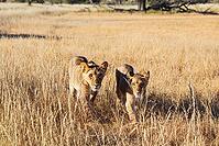 Lion (Panthera leo). Different aged cubs. Kalahari Desert, Kgalagadi Transfrontier Park, South Africa [IBR125204110]