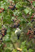 Blue tit (Cyanistes caeruleus) adult bird in a hedgerow on blackberries fruit in summer, England, United Kingdom [IBR125204111]