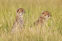 Cheetah (Acinonyx jubatus). Two cubs. Siblings. Kalahari Desert, Kgalagadi Transfrontier Park, South Africa [IBR125204112]
