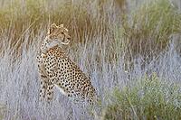 Cheetah (Acinonyx jubatus). Female at sunrise. Kalahari Desert, Kgalagadi Transfrontier Park, South Africa [IBR125204113]