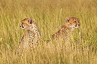 Cheetah (Acinonyx jubatus). Two cubs. Siblings. Kalahari Desert, Kgalagadi Transfrontier Park, South Africa [IBR125204114]