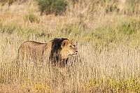 Lion (Panthera leo). Black-maned Kalahari male stalking. Kalahari Desert, Kgalagadi Transfrontier Park, South Africa [IBR125204115]