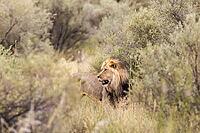 Lion (Panthera leo). Black-maned Kalahari male. Kalahari Desert, Kgalagadi Transfrontier Park, South Africa [IBR125204116]