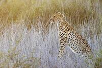 Cheetah (Acinonyx jubatus). Female at sunrise. Kalahari Desert, Kgalagadi Transfrontier Park, South Africa [IBR125204117]