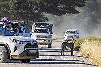 Cheetah (Acinonyx jubatus). Female on a gravel road with tourist vehicles. Kalahari Desert, Kgalagadi Transfrontier Park, South Africa [IBR125204118]