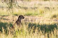 Cheetah (Acinonyx jubatus). Female. Kalahari Desert, Kgalagadi Transfrontier Park, South Africa [IBR125204119]