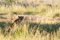 Cheetah (Acinonyx jubatus). Female. Kalahari Desert, Kgalagadi Transfrontier Park, South Africa [IBR125204120]