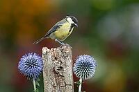 Great tit (Parus major) adult garden bird on a fence post with Globe thistle flowers in summer, England, United Kingdom [IBR125204121]