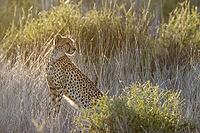 Cheetah (Acinonyx jubatus). Female in the early morning. Kalahari Desert, Kgalagadi Transfrontier Park, South Africa [IBR125204122]