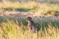 Cheetah (Acinonyx jubatus). Female on the left and cub. Kalahari Desert, Kgalagadi Transfrontier Park, South Africa [IBR125204124]